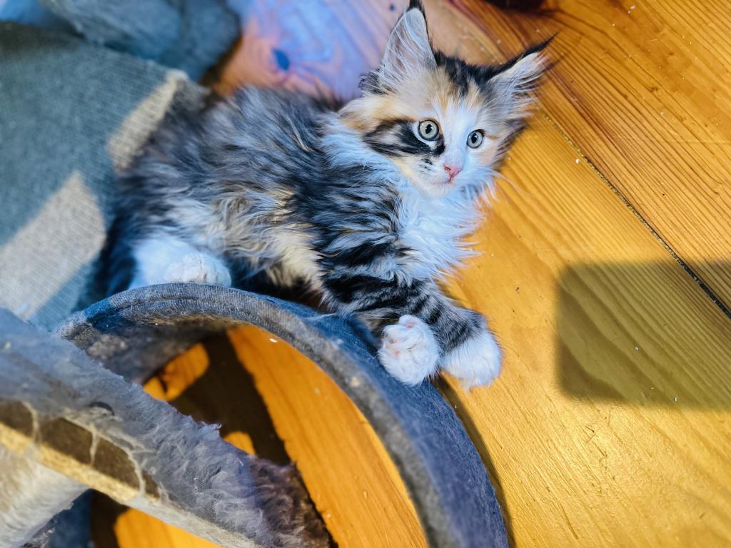 September Kitten Polydactyl AVAILABLE photo 4