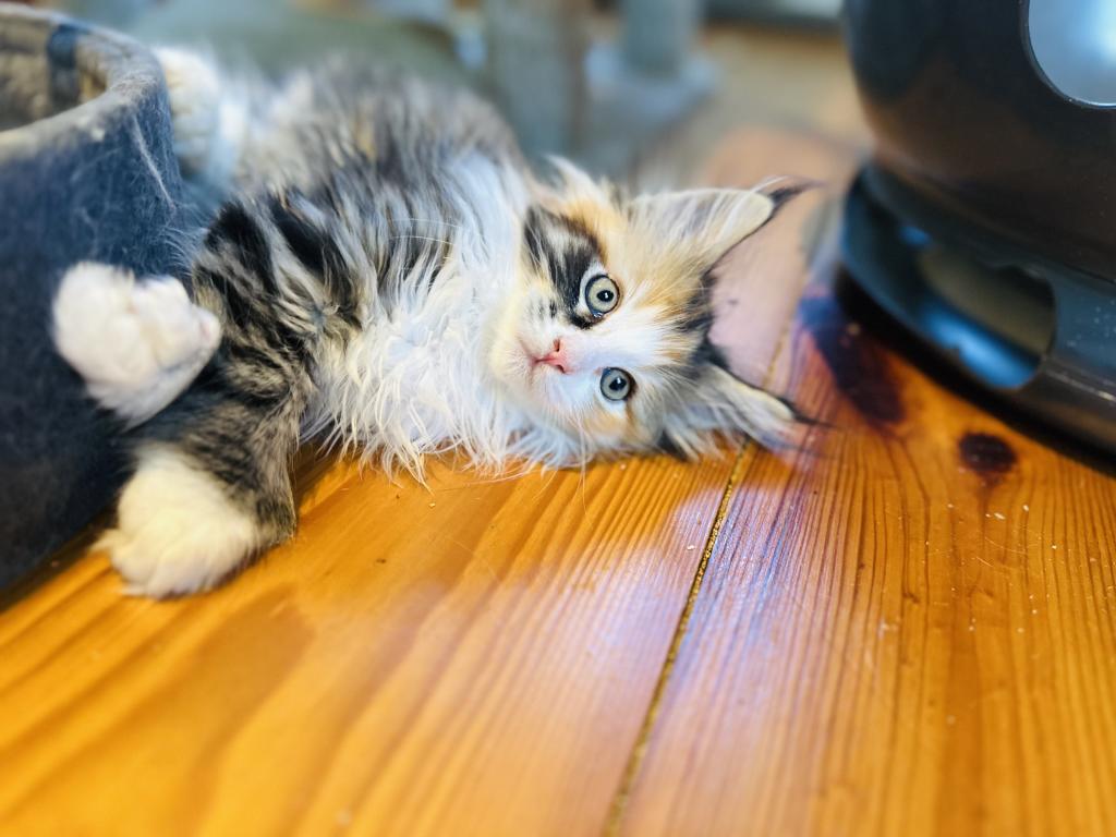 September Kitten Polydactyl AVAILABLE photo 2