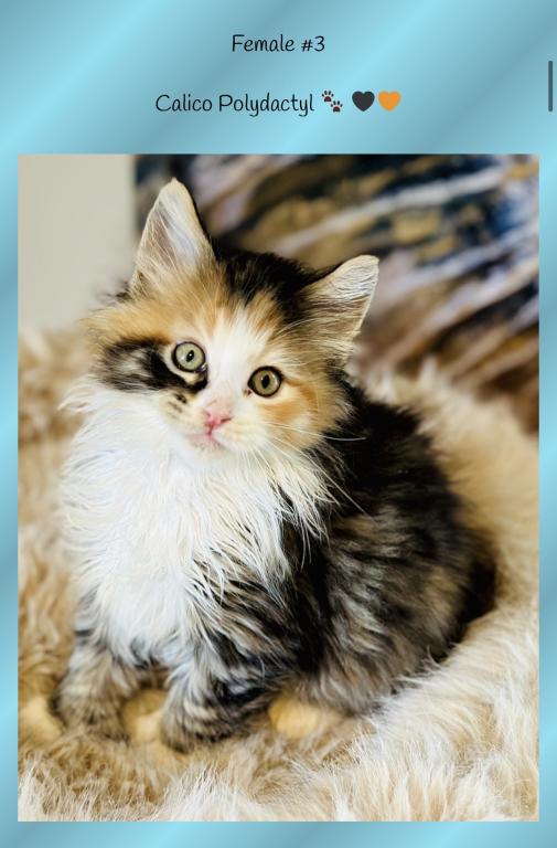 September Kitten Polydactyl AVAILABLE photo 1