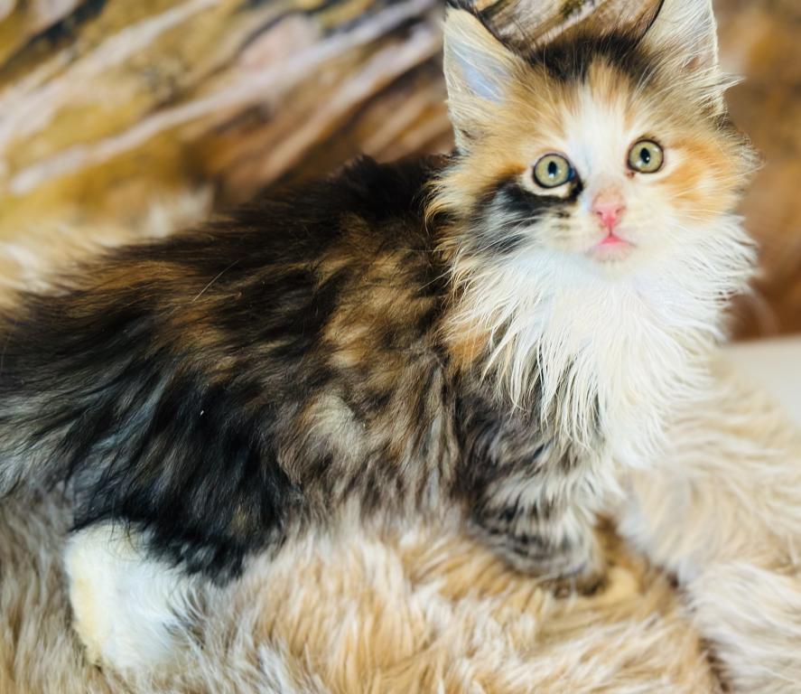 September Kitten Polydactyl AVAILABLE photo 8