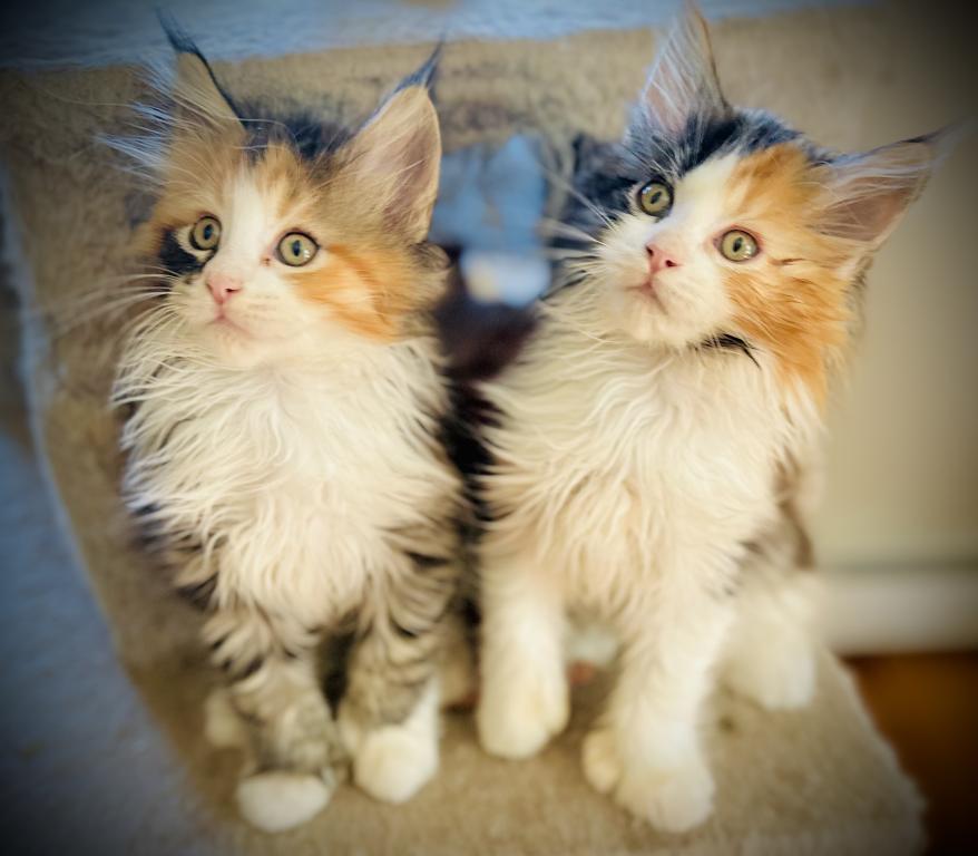 September Kitten Polydactyl AVAILABLE photo 7