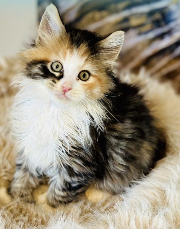 September Kitten Polydactyl AVAILABLE photo 10