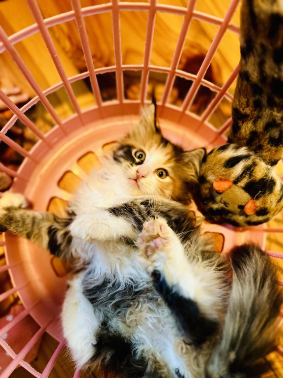September Kitten Polydactyl AVAILABLE photo 5