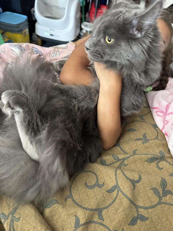 MAINE COON photo 2