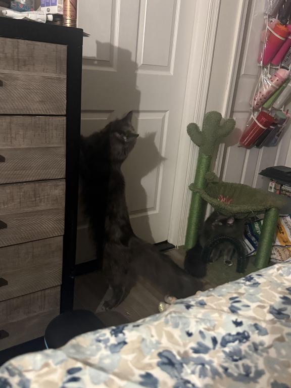 MAINE COON photo 3