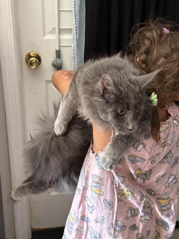 MAINE COON photo 1