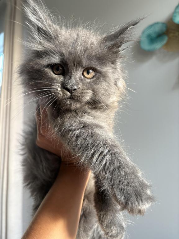 Maine Coon
