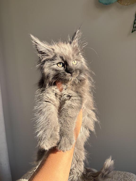 Maine Coon photo 3