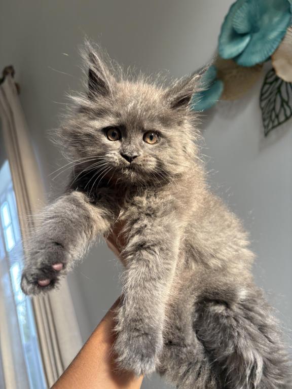 Maine Coon photo 5