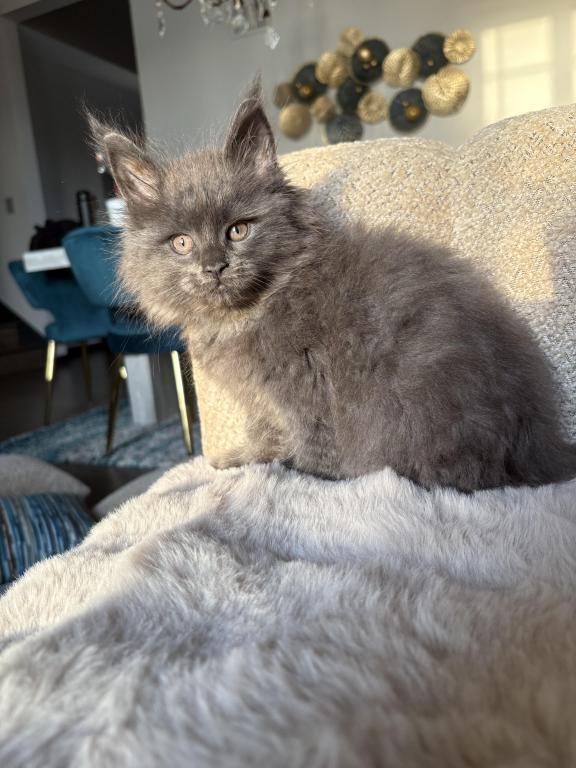 Maine Coon photo 4