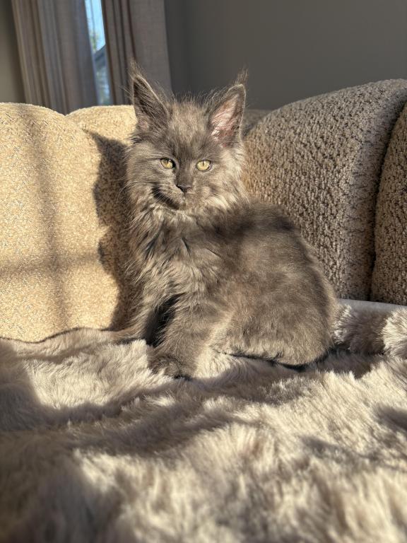 Maine Coon photo 2