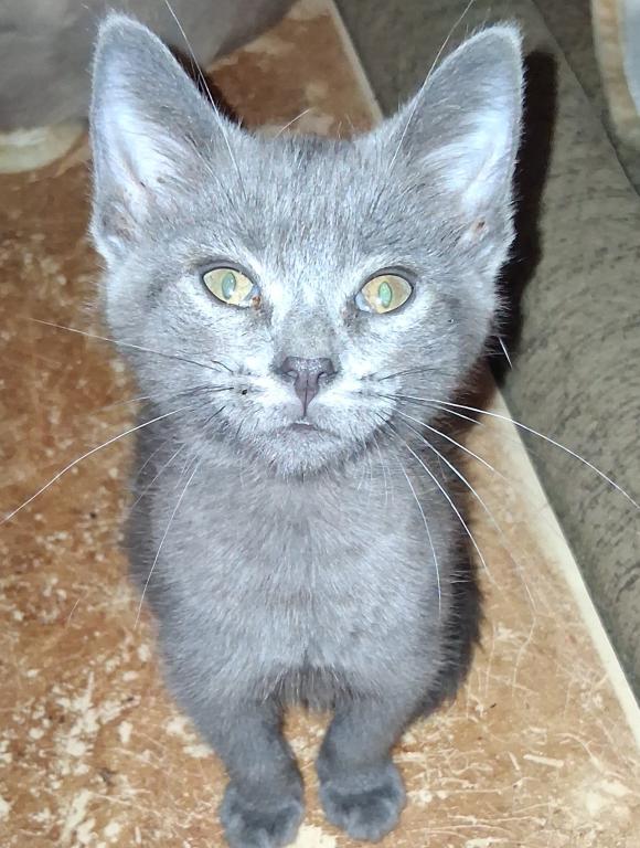 Cali Kittens photo 2