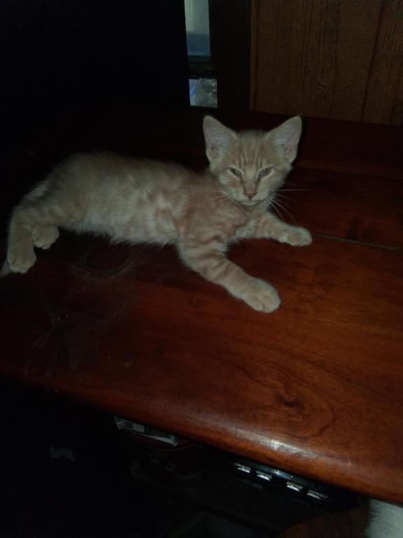 Cali Kittens photo 1