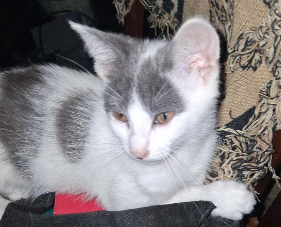 Cali Kittens photo 3