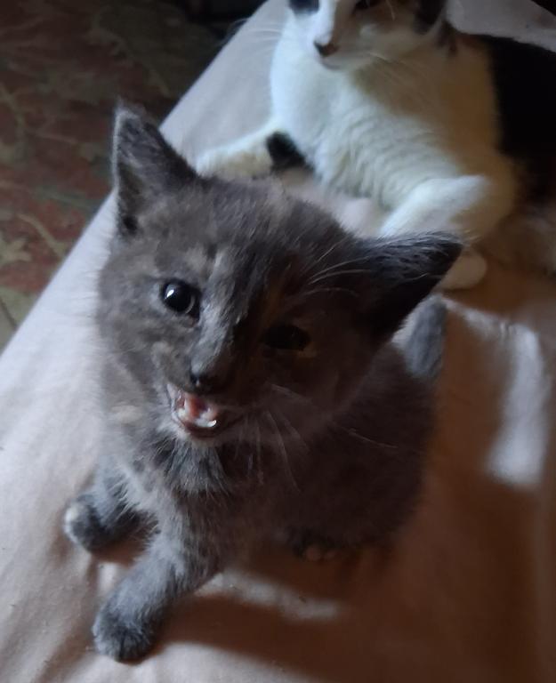 Cali Kittens photo 4