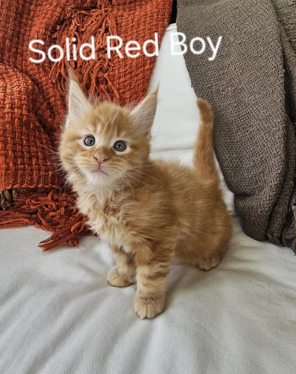 Red Maine Coon Kitten photo 7