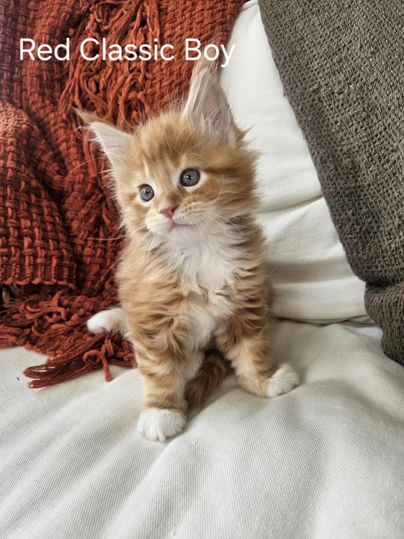 Red Maine Coon Kitten photo 5