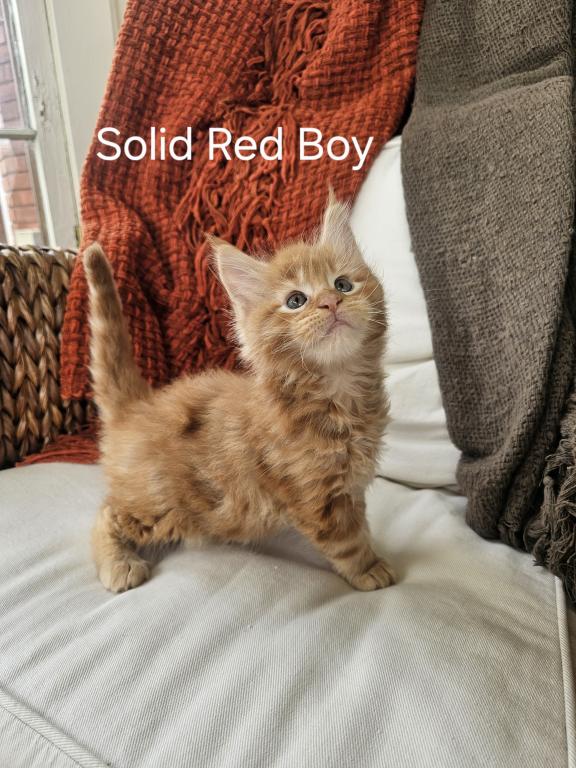 Red Maine Coon Kitten photo 6