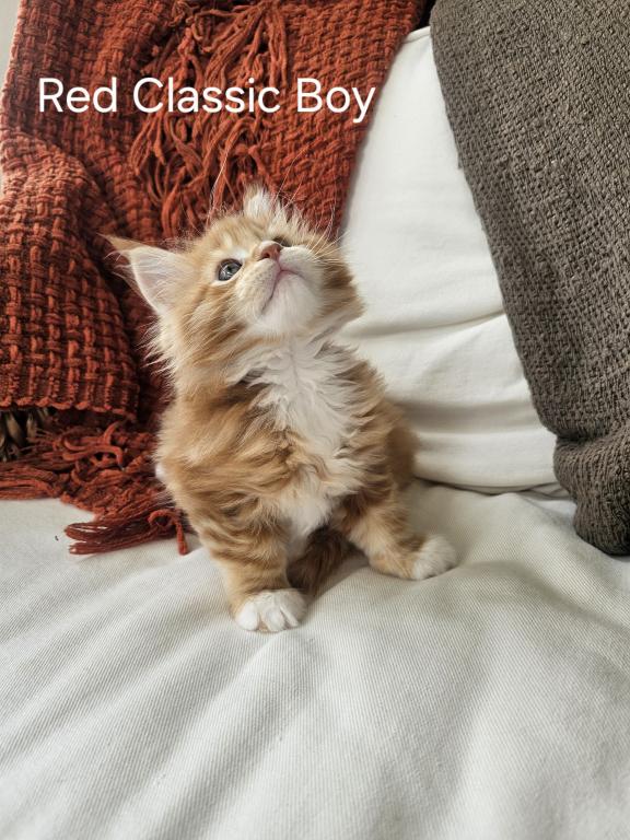 Red Maine Coon Kitten photo 4