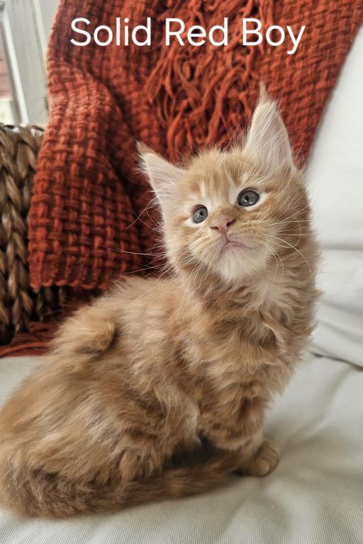 Red Maine Coon Kitten photo 1
