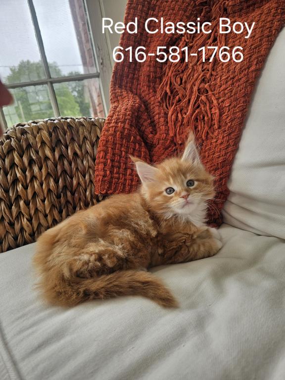 Red Maine Coon Kitten photo 2