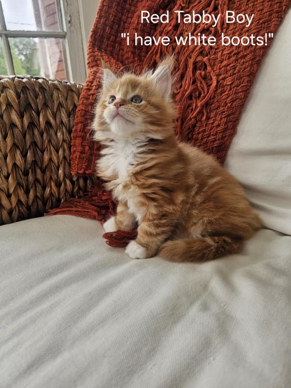 Red Maine Coon Kitten photo 3