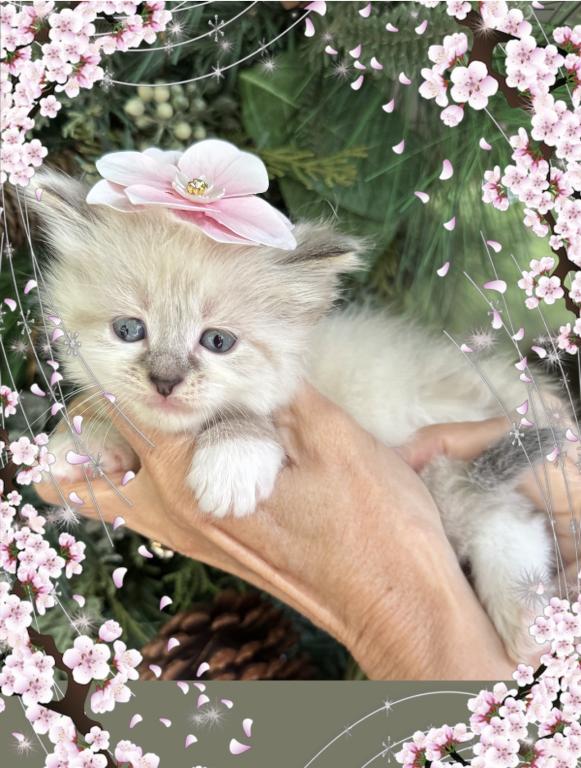 Sweet Baby photo 2