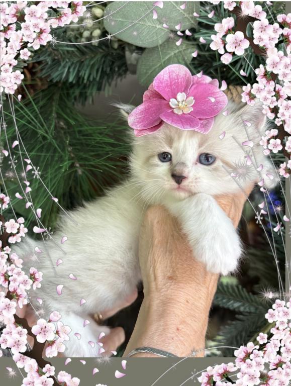 Sweet Baby photo 1