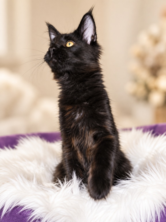 XXL Show European Maine Coon Kitten WCF Pedigree photo 6