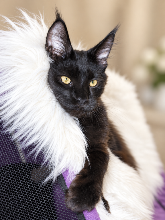 XXL Show European Maine Coon Kitten WCF Pedigree photo 10