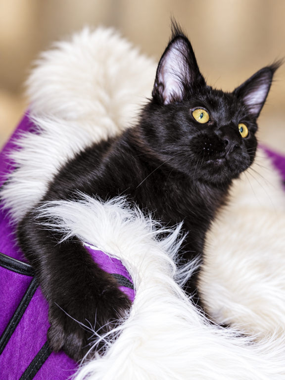 XXL Show European Maine Coon Kitten WCF Pedigree photo 11