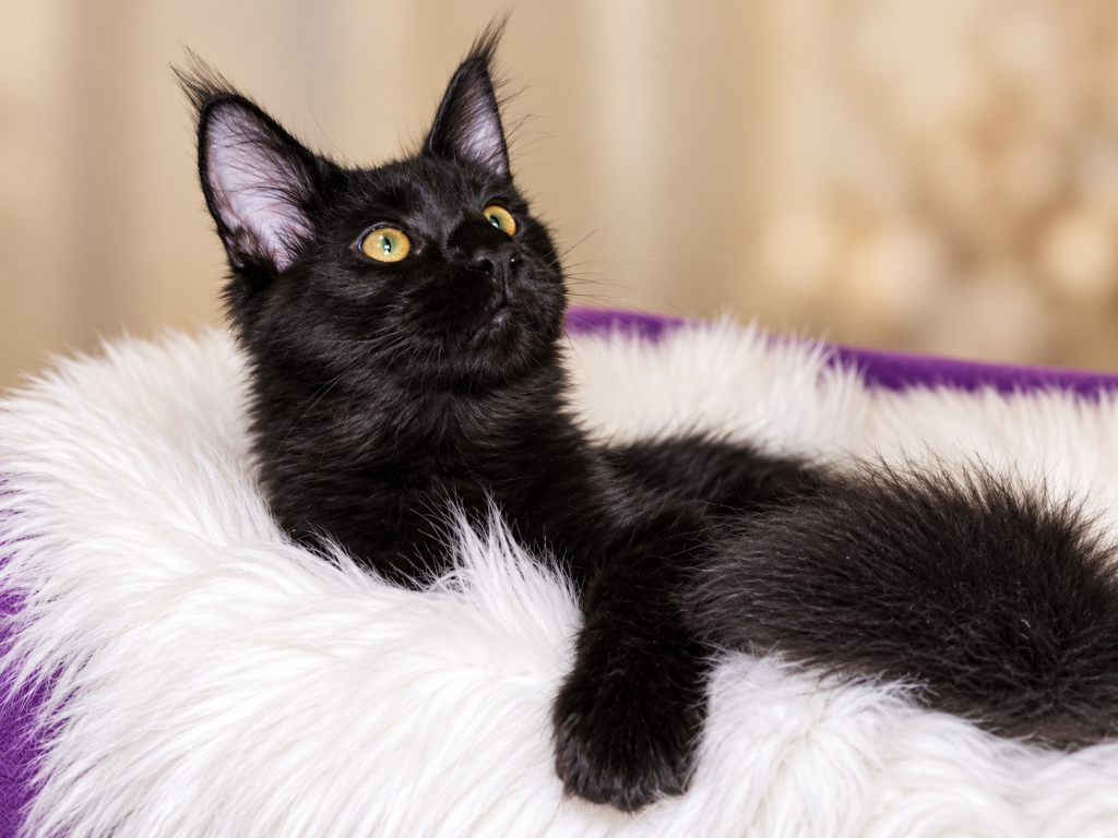 XXL Show European Maine Coon Kitten WCF Pedigree photo 3