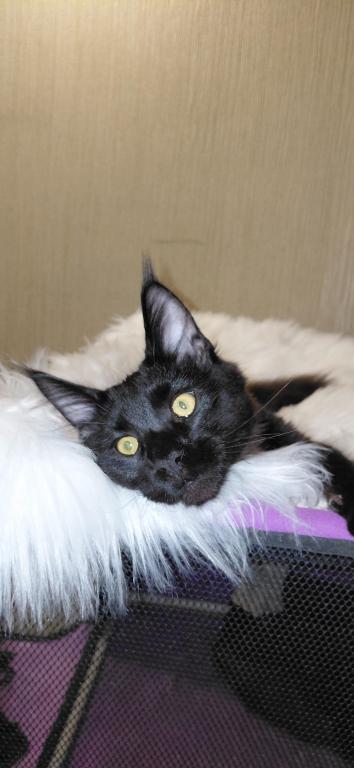 XXL Show European Maine Coon Kitten WCF Pedigree photo 2