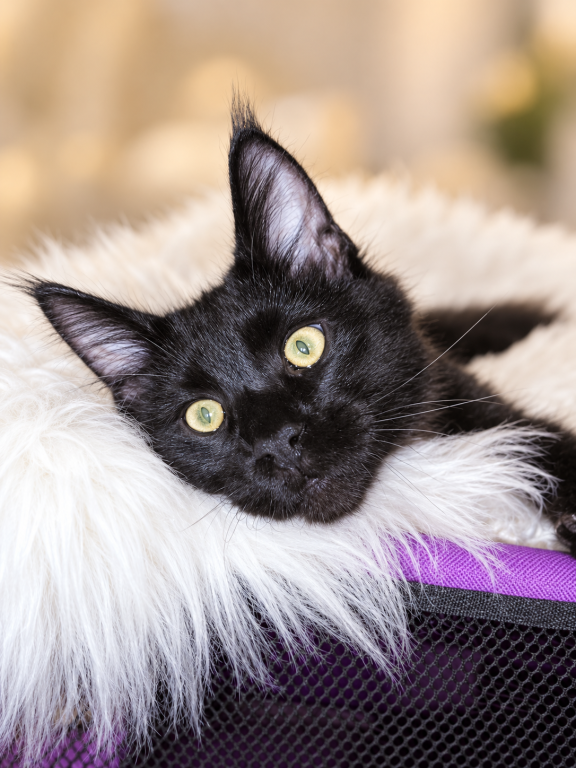 XXL Show European Maine Coon Kitten WCF Pedigree photo 1