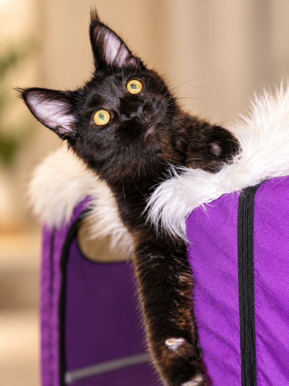 XXL Show European Maine Coon Kitten WCF Pedigree photo 4