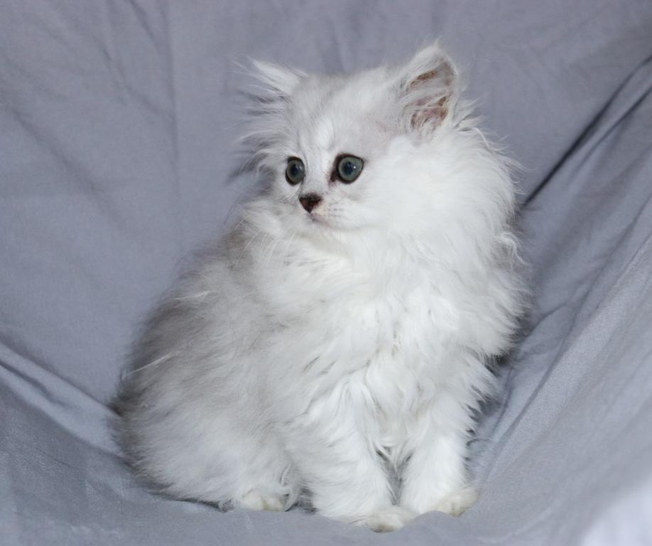 Lila photo 4