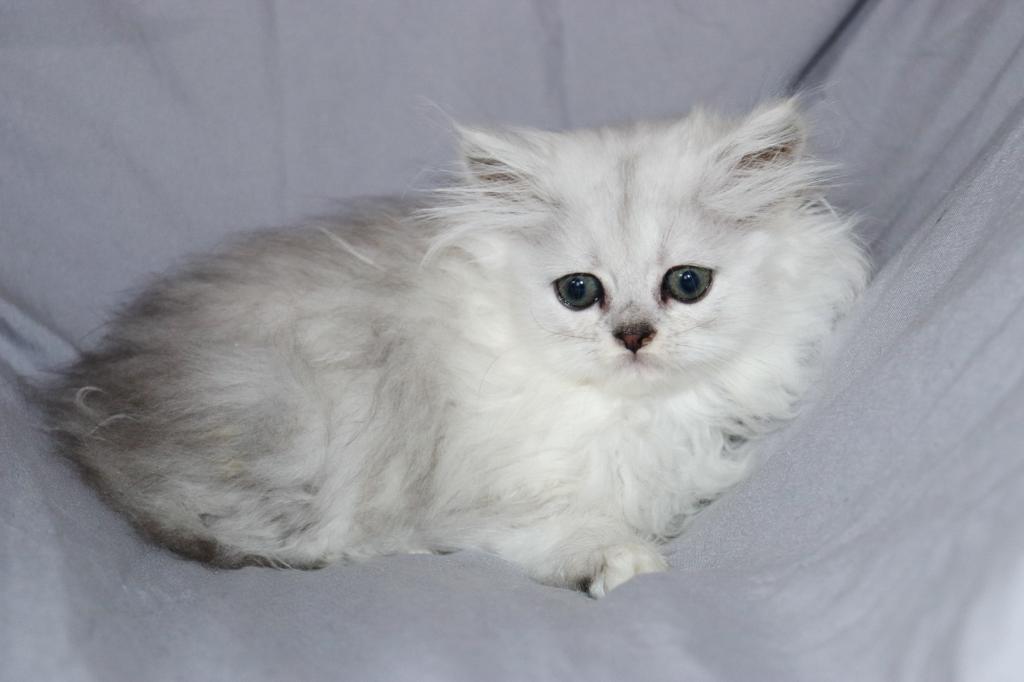 Lila photo 3