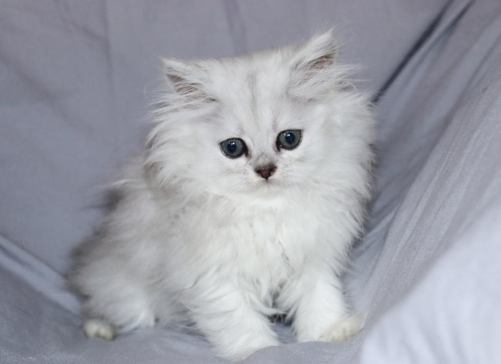 Lila photo 5