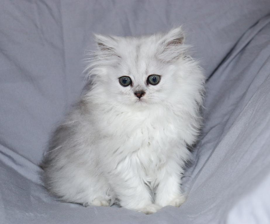 Lila photo 1