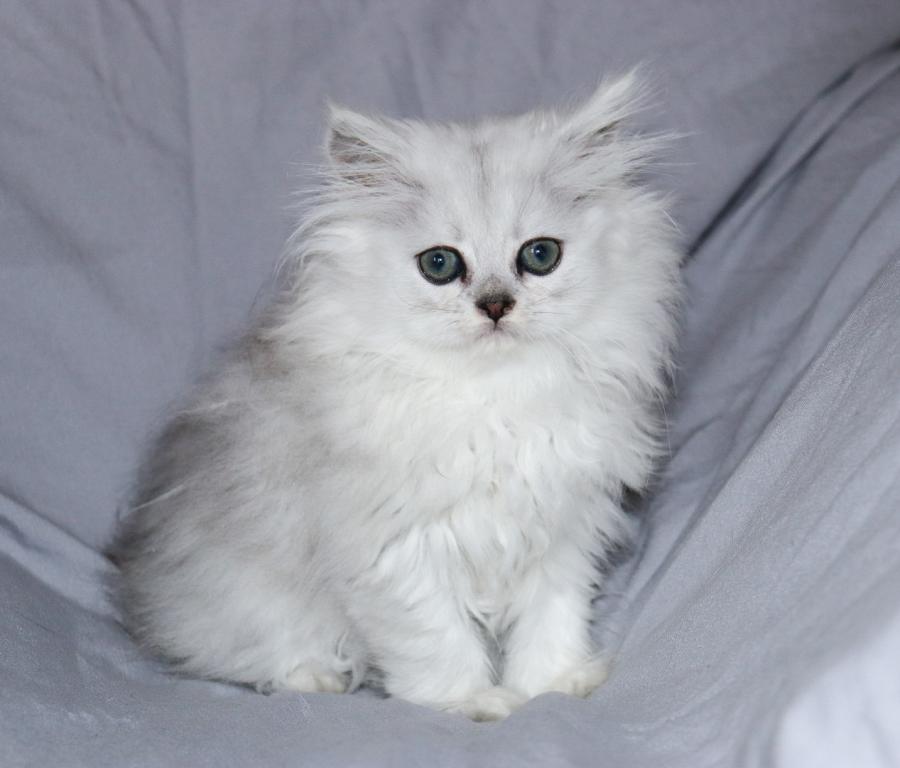 Lila photo 2