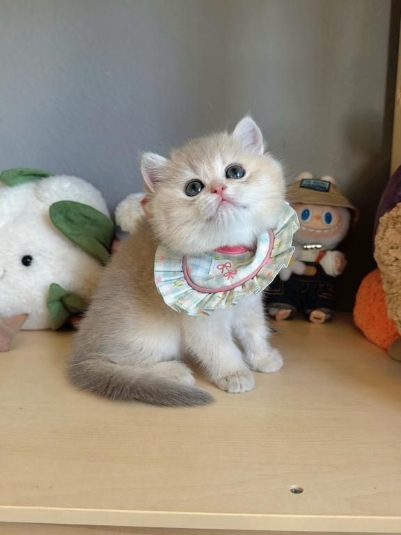 FiFi photo 2
