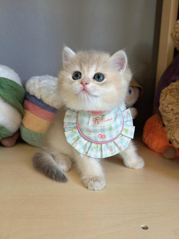 FiFi photo 1