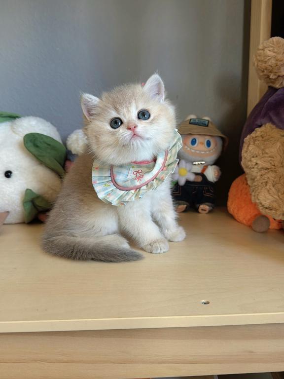 FiFi photo 3