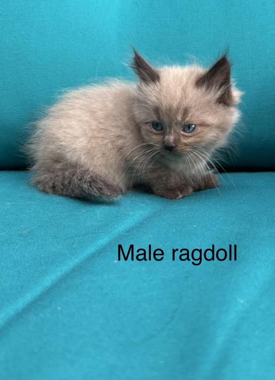 Seal Point Mink Cherubim Male Ragdoll Kitten photo 1