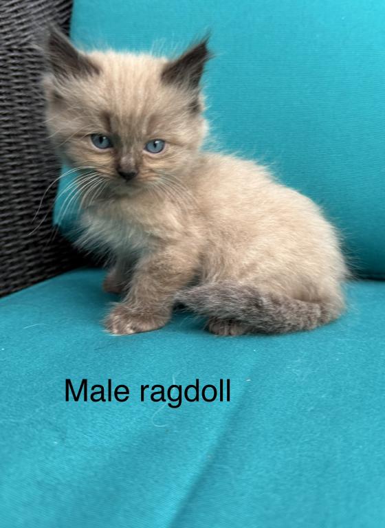 Seal Point Mink Cherubim Male Ragdoll Kitten photo 5