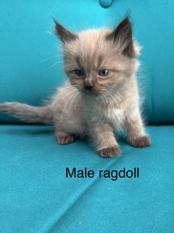 Seal Point Mink Cherubim Male Ragdoll Kitten photo 2