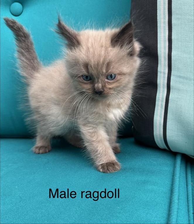 Seal Point Mink Cherubim Male Ragdoll Kitten photo 3