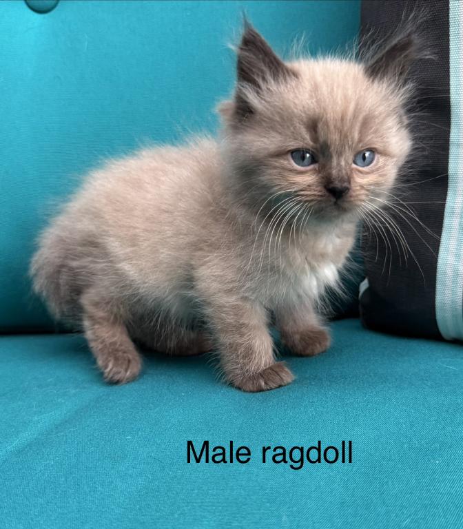 Seal Point Mink Cherubim Male Ragdoll Kitten photo 4