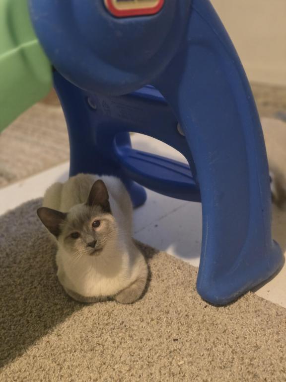 Bonded Blue Point 5 Month Old And Seal Girl photo 1