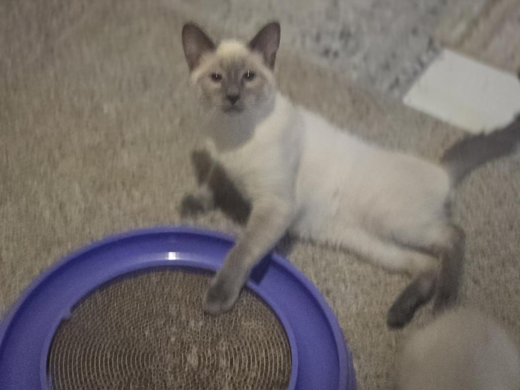Bonded Blue Point 5 Month Old And Seal Girl photo 3